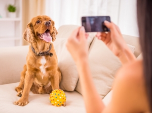First Time Buyer House Purchase Dependent on Pet Restrictions First Time Buyer House Purchase Dependent on Pet Restrictions