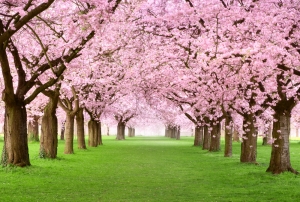 Home Renovation through Remortgage Perfect for Spring Time Home Renovation through Remortgage Perfect for Spring Time